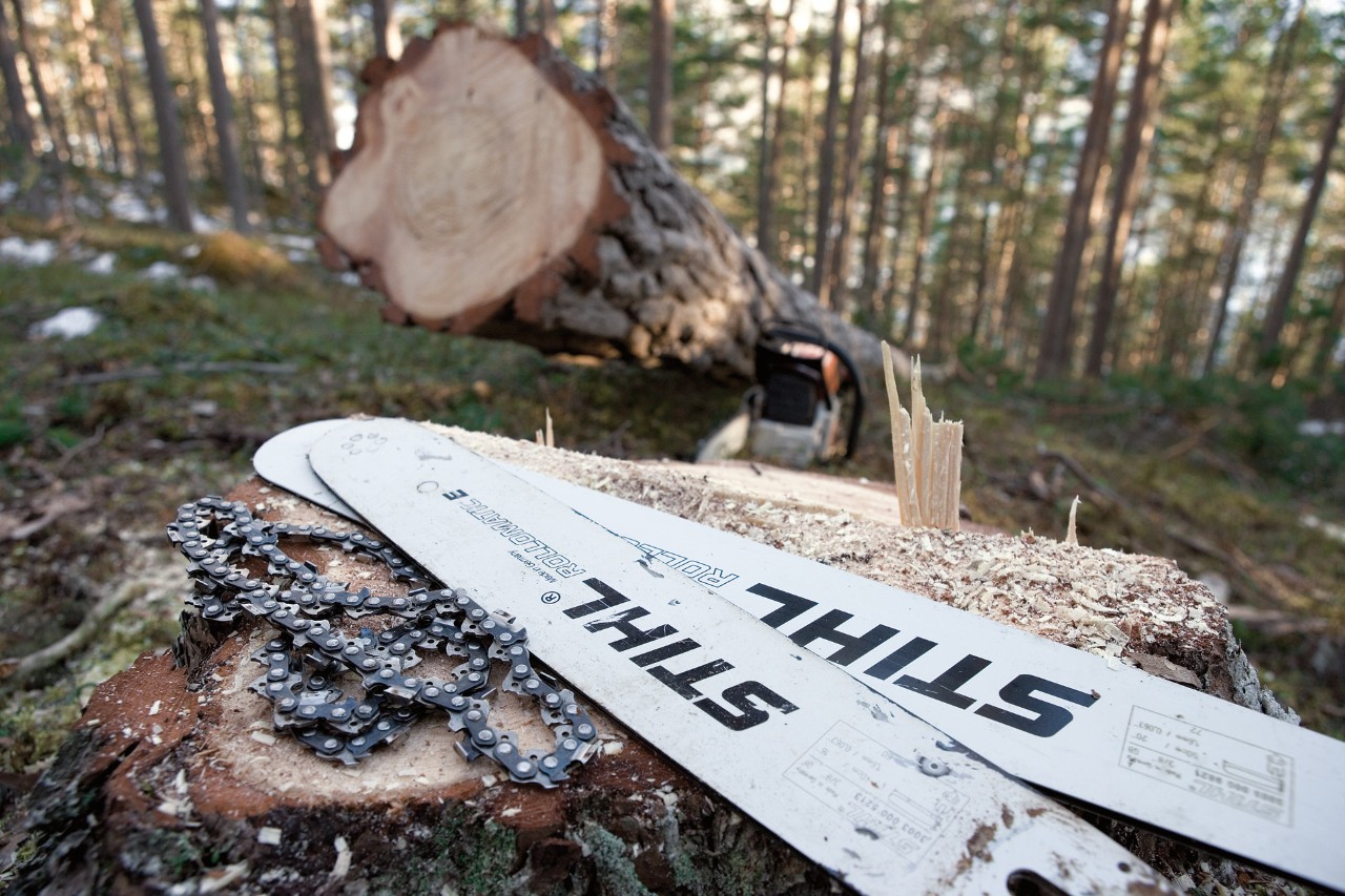 Łańcuchy tnące i prowadnice STIHL na pniu drzewa w lesie, w tle świeżo ścięte drzewo 