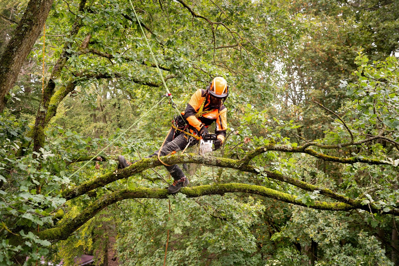 Arborysta z pilarką akumulatorową STIHL MSA 220 T w lesie