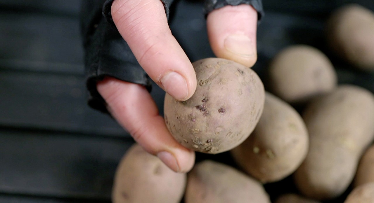 A hand wearing a black fingerless glove holds a new potato