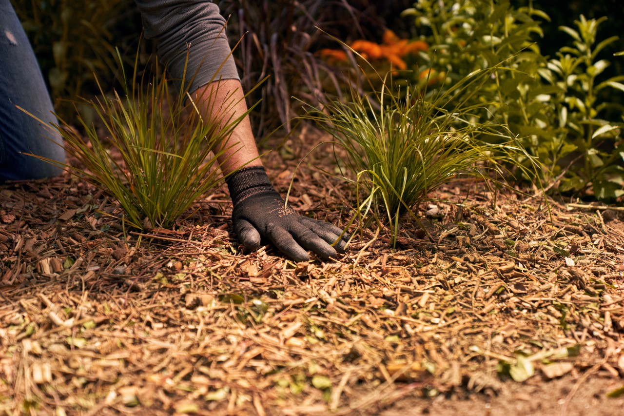 Woody mulch being spread on the ground around plants.