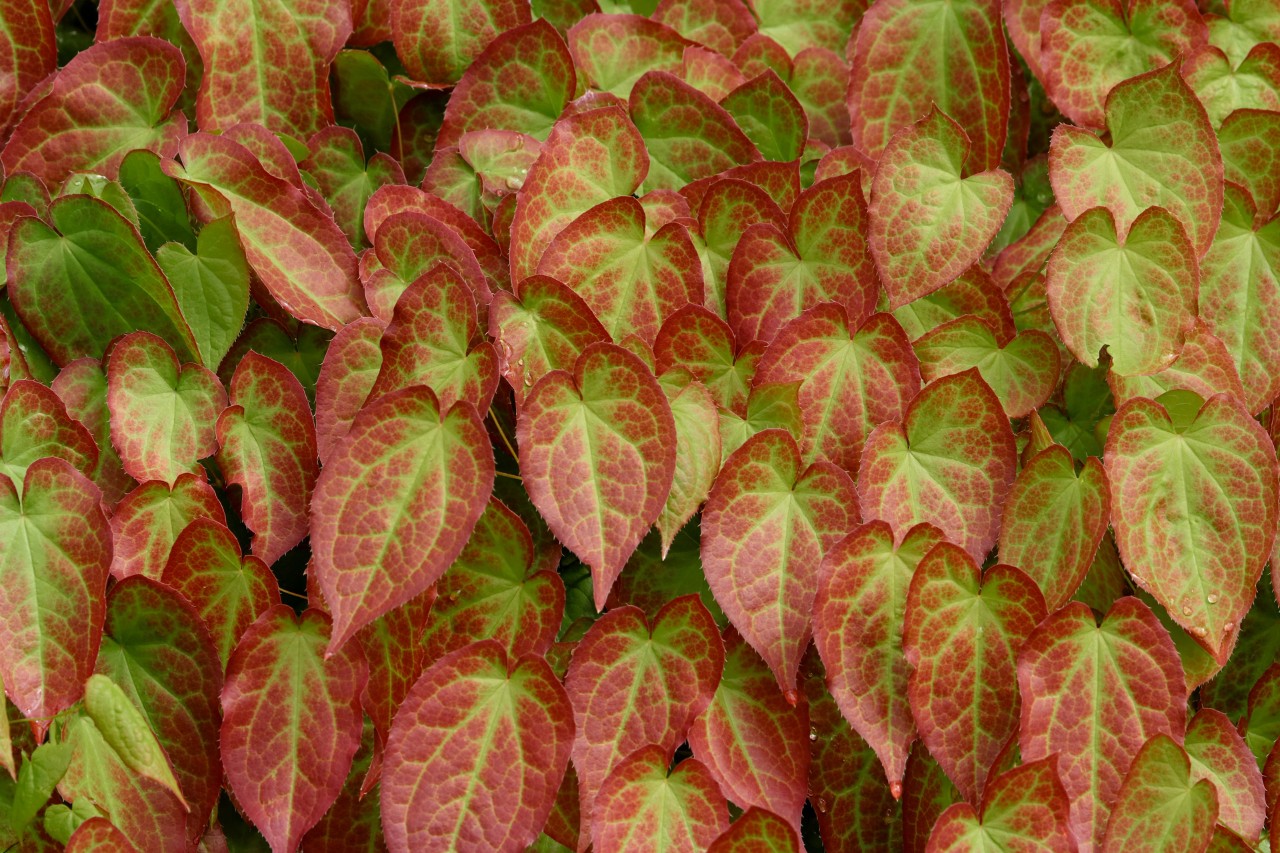 Zbliżenie na czerwono-zielone liście kwiatu epimedium