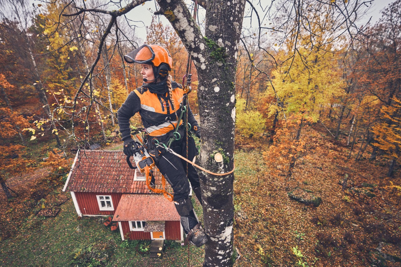 Arborystka Viktoria Carstens zwisa z brzozy na linie zabezpieczającej, wraz z pilarką akumulatorową STIHL MSA 220 T 