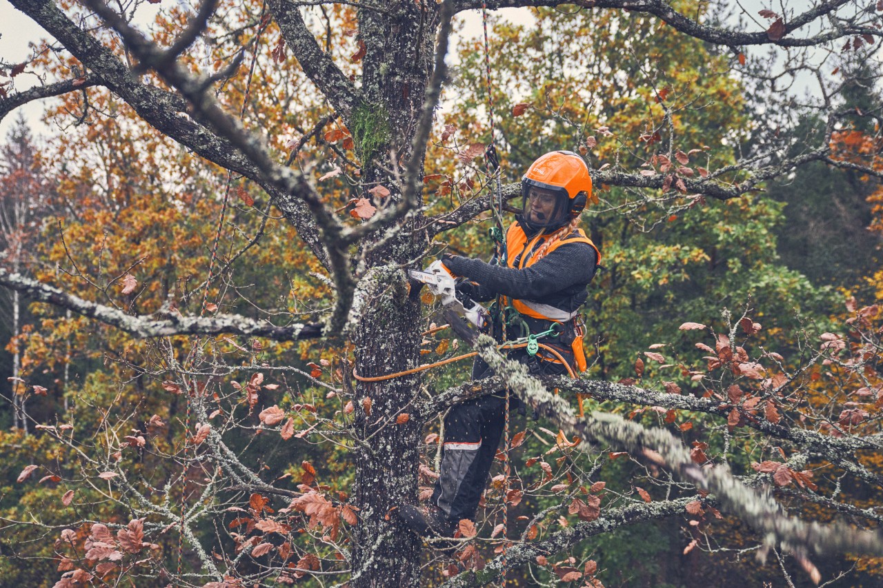 Viktoria Carstens piłuje gałąź w koronie drzewa przecinarką do drewna STIHL GTA 40